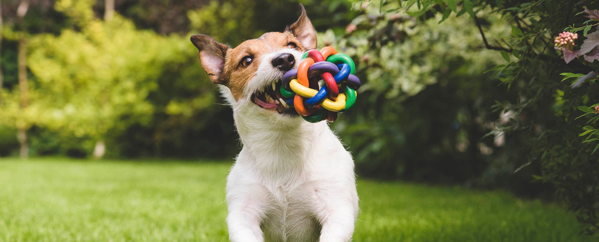 Nutri-Lawn Nova Scotia logo