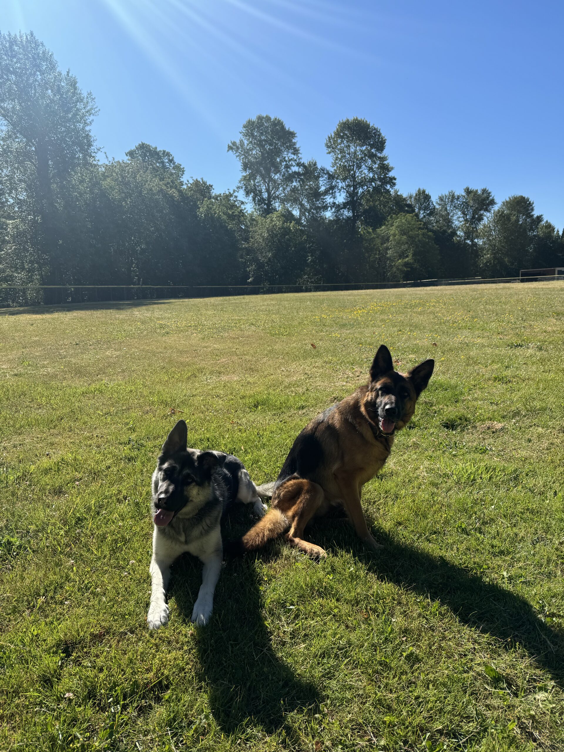 Ataraxy Landscaping and Maintenance LLC logo